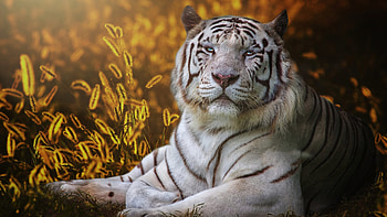 White Tiger In Silhouette Background White Tiger HD wallpaper