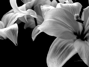 Plants, Flowers HD wallpaper