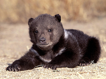 Animals, Sit, Young, Bear, Joey, Waiting, Expectation HD wallpaper