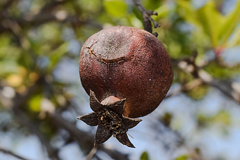 Food, Wood, Tree, Fruit, Garnet, Pomegranate HD wallpaper