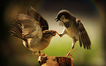 Passerines, birds HD wallpaper