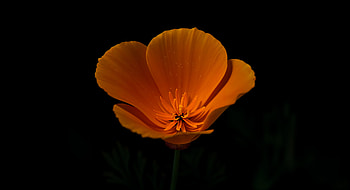 Stunning California Poppy - Ultra, California Poppy, flower, orange (Color), nature, Bloom HD wallpaper