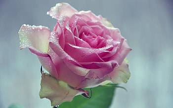 Plants, Flowers, Roses HD wallpaper
