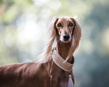 Animals, Saluki, Persian Greyhound, Gazelle Dog, Gazelle's Dog HD wallpaper