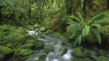 Majestic landscapes, New Zealand wonders, Pristine national parks, Temperate rainforest HD wallpaper