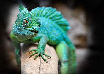 Animals, Muzzle, Lizard, Reptile, Pangolin HD wallpaper