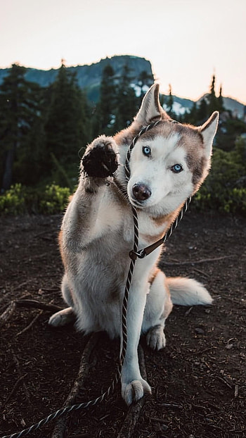 Husky Dog, Cute Husky HD phone wallpaper