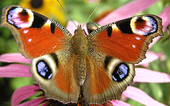 Grass, Patterns, Plant, Macro, Butterfly HD wallpaper