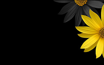 0 Black Background Black Background HD wallpaper
