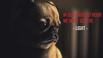 Light, animal, dog, words, face, cute HD wallpaper