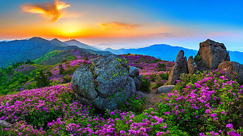 Spring sunrise, beautiful, sky, spring, mountain, stones, sunset, azaleas, sunrise, wildflowers, fog, view HD wallpaper