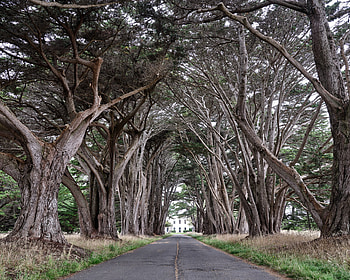 Cypress Tree, Tree tunnel, Andy's travel blog, of the week HD wallpaper
