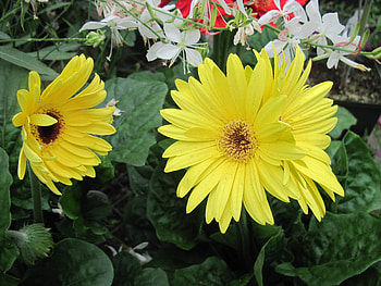 Flowers day at the greenhouse 69, white, graphy, yellow, green, Flowers, gerbera HD wallpaper