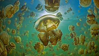 Jellies, jellyfish, underwater, animals, graphy HD wallpaper
