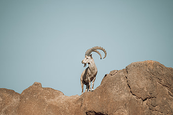Summit Sentinel: Nubian Ibex — Ultra, Animal HD wallpaper