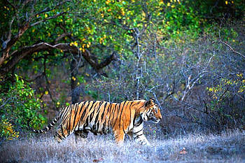 Tiger in wild, cool HD wallpaper