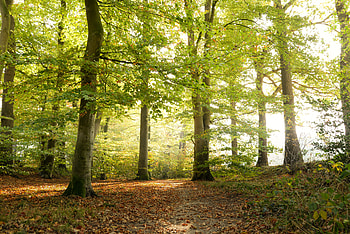 Nature, Leaves, Wood, Forest, Tree, Sunlight HD wallpaper