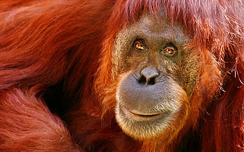 Animals, Muzzle, Color, Monkey, Wool HD wallpaper