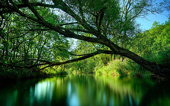 Green Water Reflection from The Nature, reflection, green, trees, nature, lake HD wallpaper