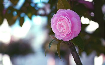 Camellia , Background , Nature's beauty, Floral treasures HD wallpaper