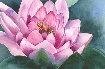 Pink Water Lily, pink, nature, water lily, flower HD wallpaper