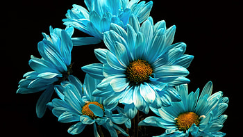 Light Blue Daisy Flowers In Black Background Flowers HD wallpaper