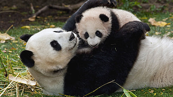 Animals, Grass, Young, Couple, Pair, Joey, Play, Panda, Embrace HD wallpaper