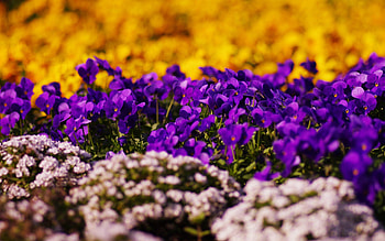 Flowers, Grass, Macro, Glare, Moss HD wallpaper