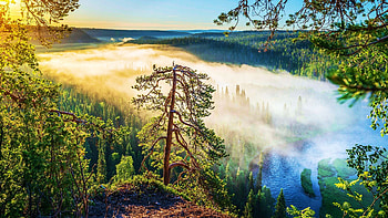Kitkajoki River, Kuusamo, Finland, sky, scandinavia, morning, foggy, trees, landscape HD wallpaper