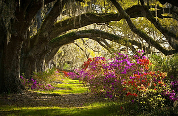 A Natural Arch, trees, flowers, nature, arch HD wallpaper