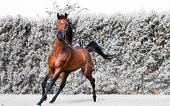 Shagya Arabian, Horses HD wallpaper