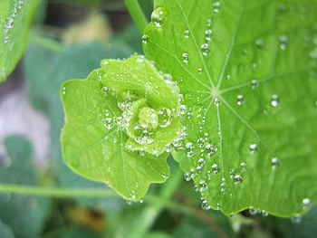 Leaves, Drops, Plant, Macro, Form, Forms HD wallpaper