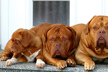 Best buds, dog, cute, dogue de bordeoux, animals HD wallpaper