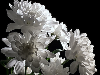 Plants, Flowers HD wallpaper