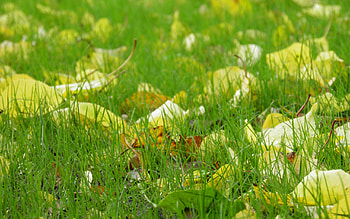 Plants, Grass, Leaves HD wallpaper