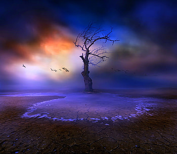 Waiting for the rain, blue evening, birds in flight, parched eart, clouds, mists, tree HD wallpaper