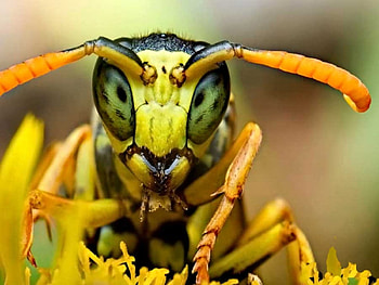 CHARLIE: MY LAST DATE, eyes, insects, orange, close up, bug, bugs, yellow, cool, , nature, macro HD wallpaper