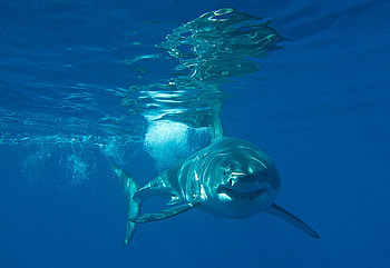 GREAT WHITE SHARK, sea life, shark, under water, ocean HD wallpaper
