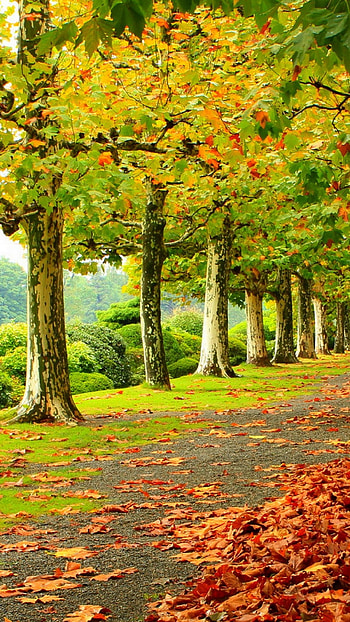 tree, leaf, fall, graphy, park HD phone wallpaper