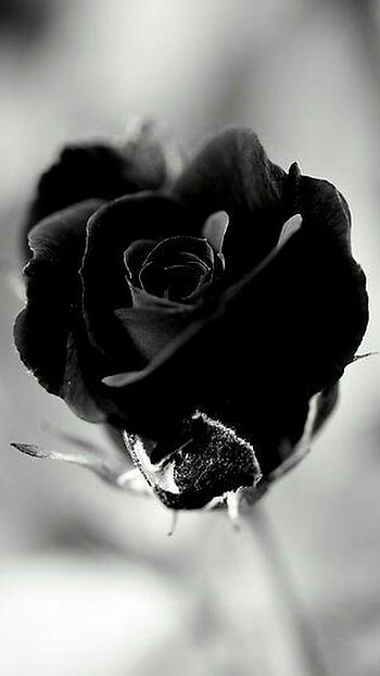 Black Rose, Black, Rose HD phone wallpaper