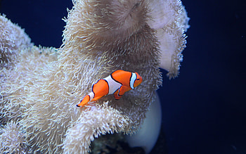 Clown fish , Colorful underwater, Evil clown, Scary HD wallpaper