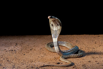 King Cobra, Crop , Perfect resolution, Aspect ratio HD wallpaper