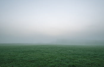 A tranquil scene of a foggy field at dawn with dewy grass and a misty horizon. HD wallpaper