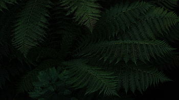 Leaves, Plant, Macro, Dark, Fern HD wallpaper
