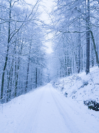 Winter, Nature, Trees, Snow, Park, Path HD phone wallpaper