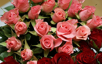 Flowers, Roses, Drops, Bouquet, Lot, Different HD wallpaper