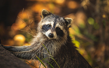 Racoon, cute, face, animal, nature HD wallpaper