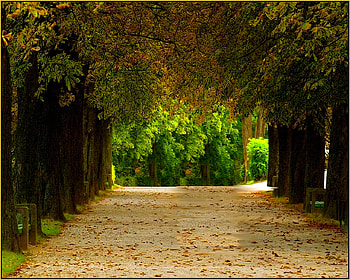 PEACEFUL PATHWAY, white, pathway, sand, clean, fall, peaceful, roof, rows, green, trees, shelter, forest HD wallpaper