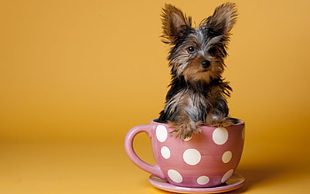 Animals, Dogs HD wallpaper