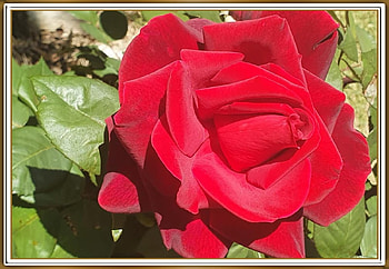BEAUTIFUL ROSE, NATURE, ROSE, BEAUTIFUL HD wallpaper